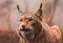 Lynx rendes